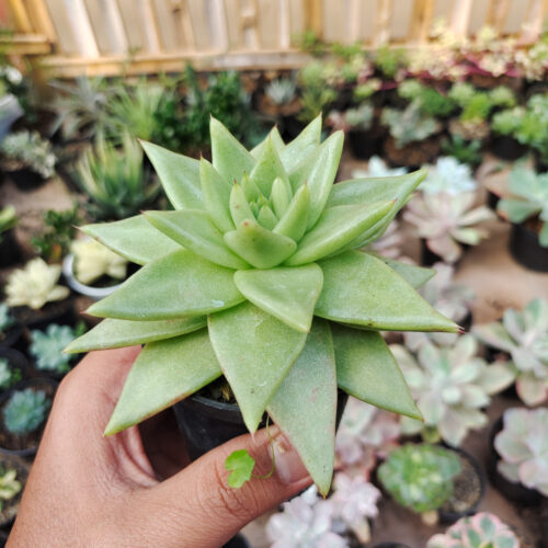Echeveria Agavoides Aqua Marine, real gallery image #1 plants. Picture taken directly from kaktus.id community Echeveria farmer green houses.
