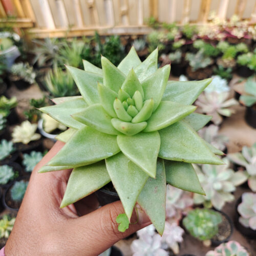 Echeveria Agavoides Aqua Marine, real gallery image #2 plants. Picture taken directly from kaktus.id community Echeveria farmer green houses.