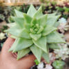 Echeveria Agavoides Aqua Marine, real gallery image #3 plants. Picture taken directly from kaktus.id community Echeveria farmer green houses.