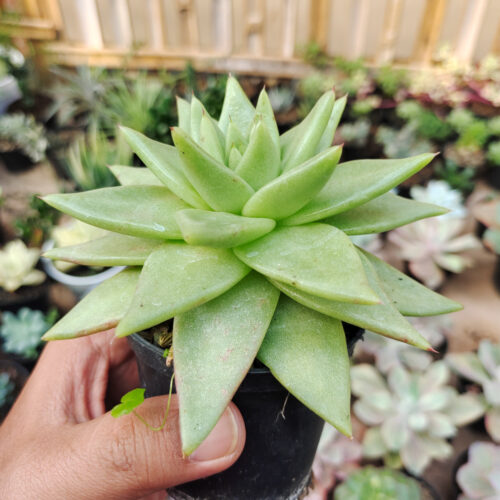 Echeveria Agavoides Aqua Marine, real gallery image #4 plants. Picture taken directly from kaktus.id community Echeveria farmer green houses.
