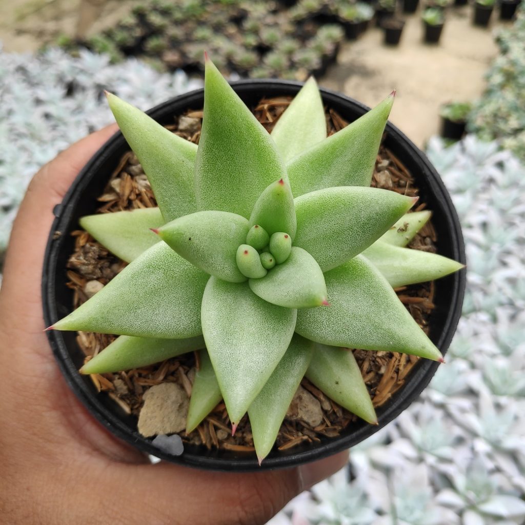 kaktus.id