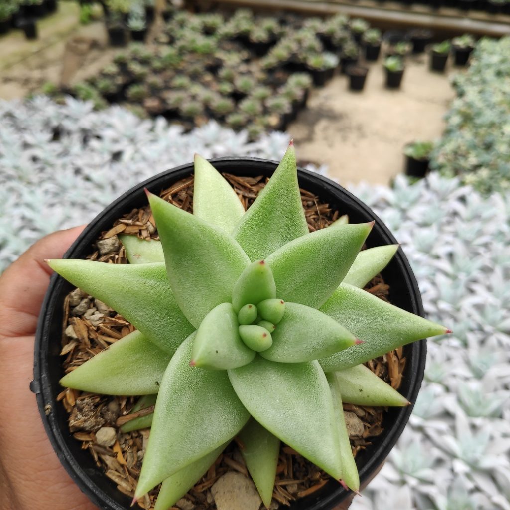 kaktus.id