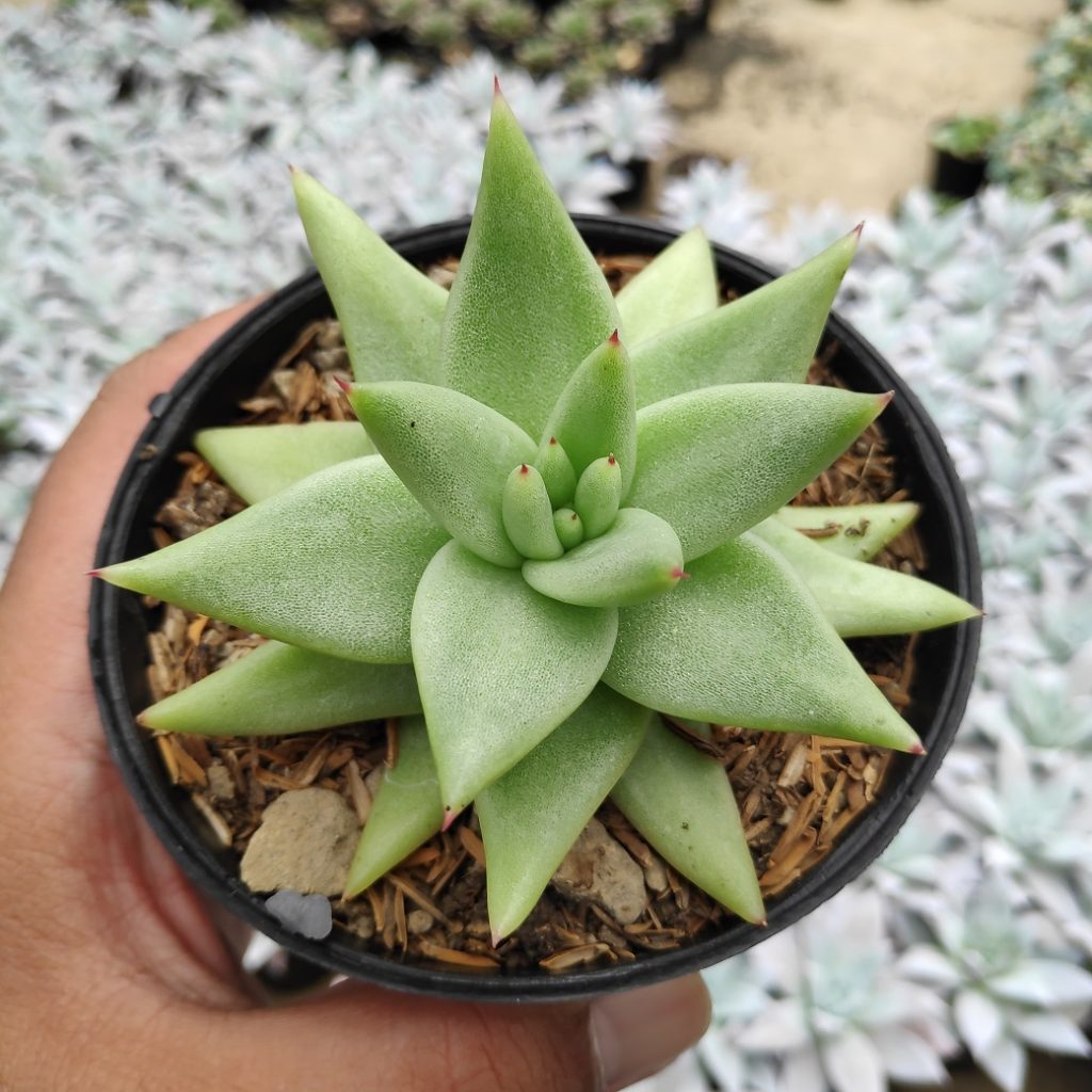 kaktus.id
