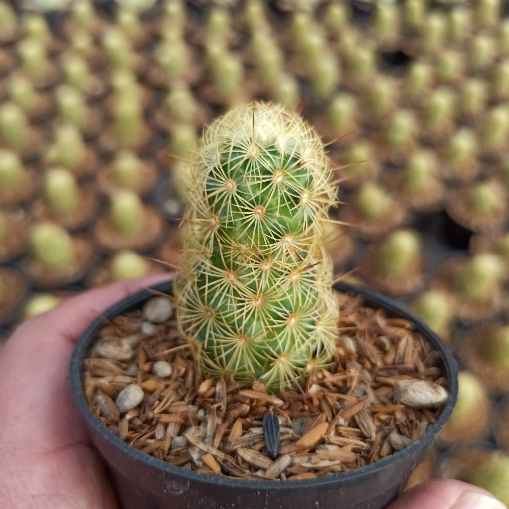 kaktus.id