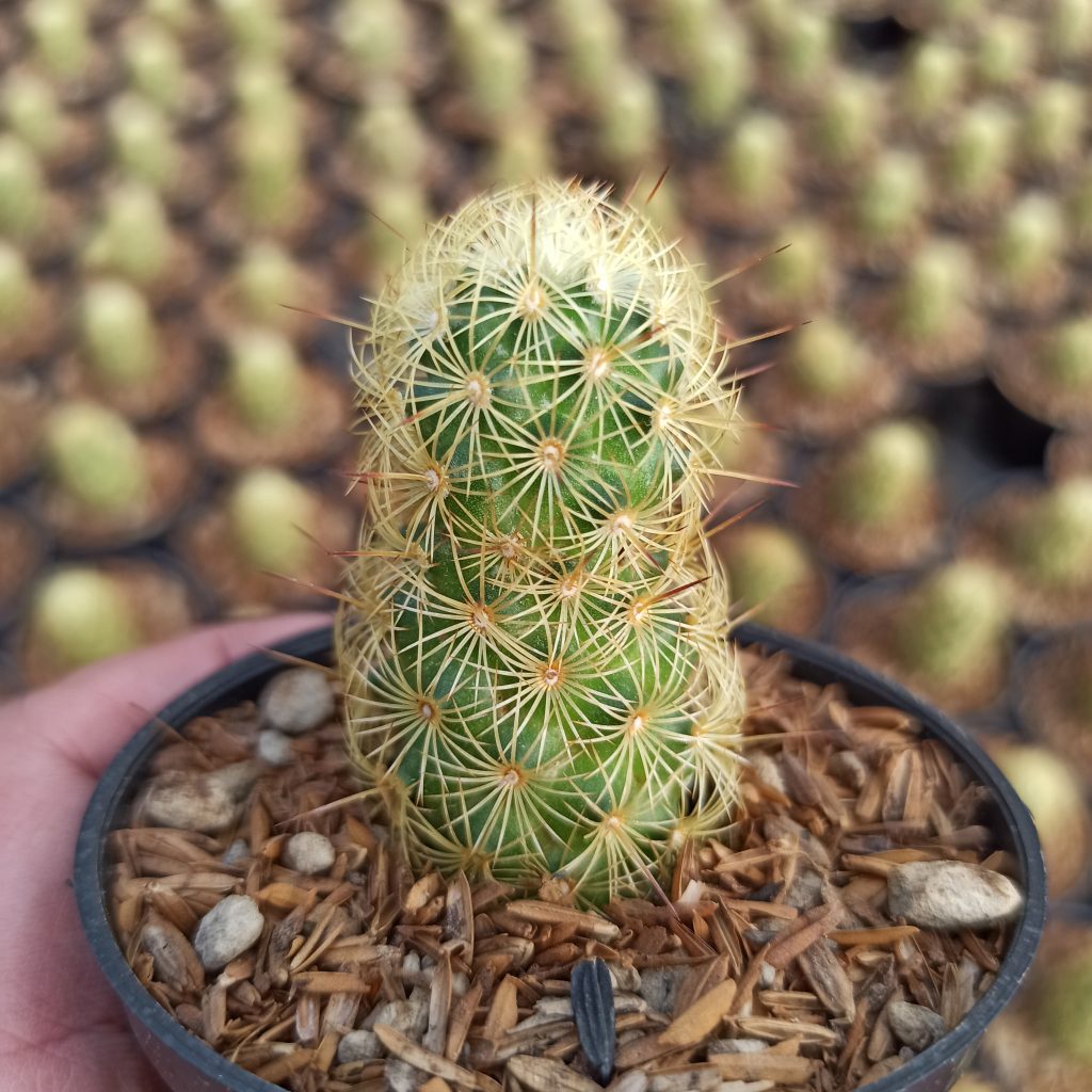 kaktus.id