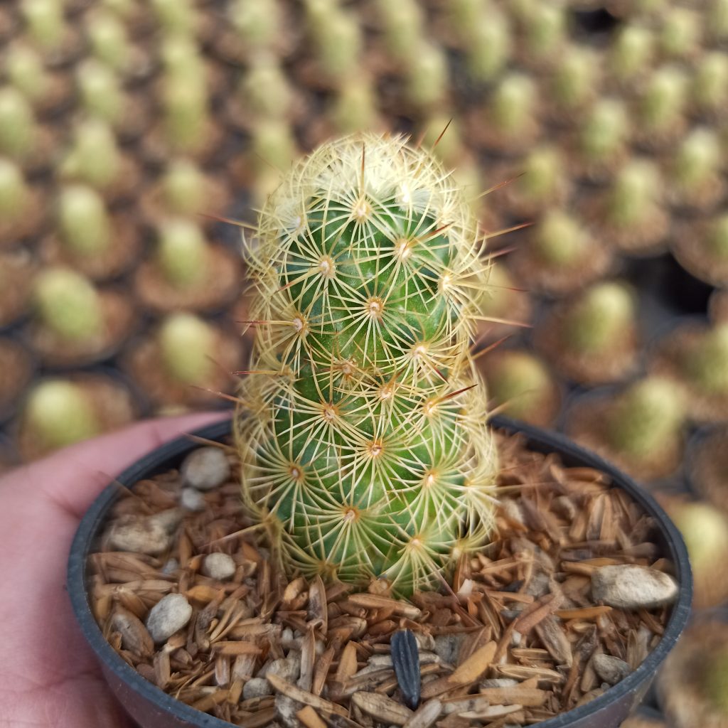 kaktus.id