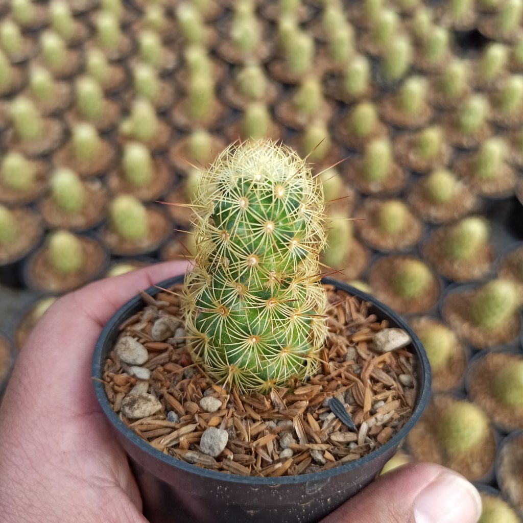 kaktus.id