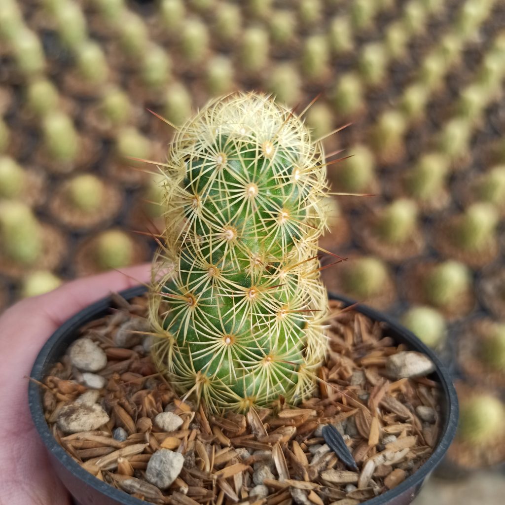 kaktus.id