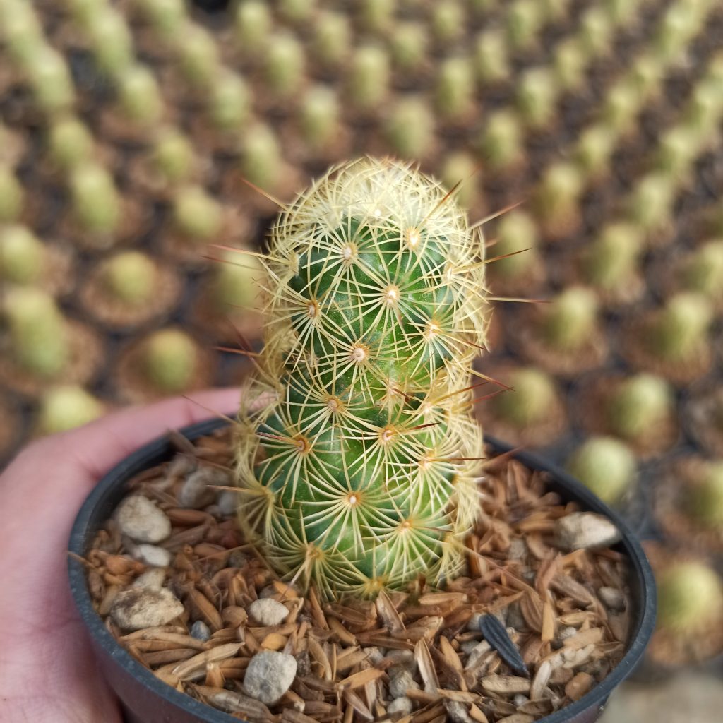 kaktus.id