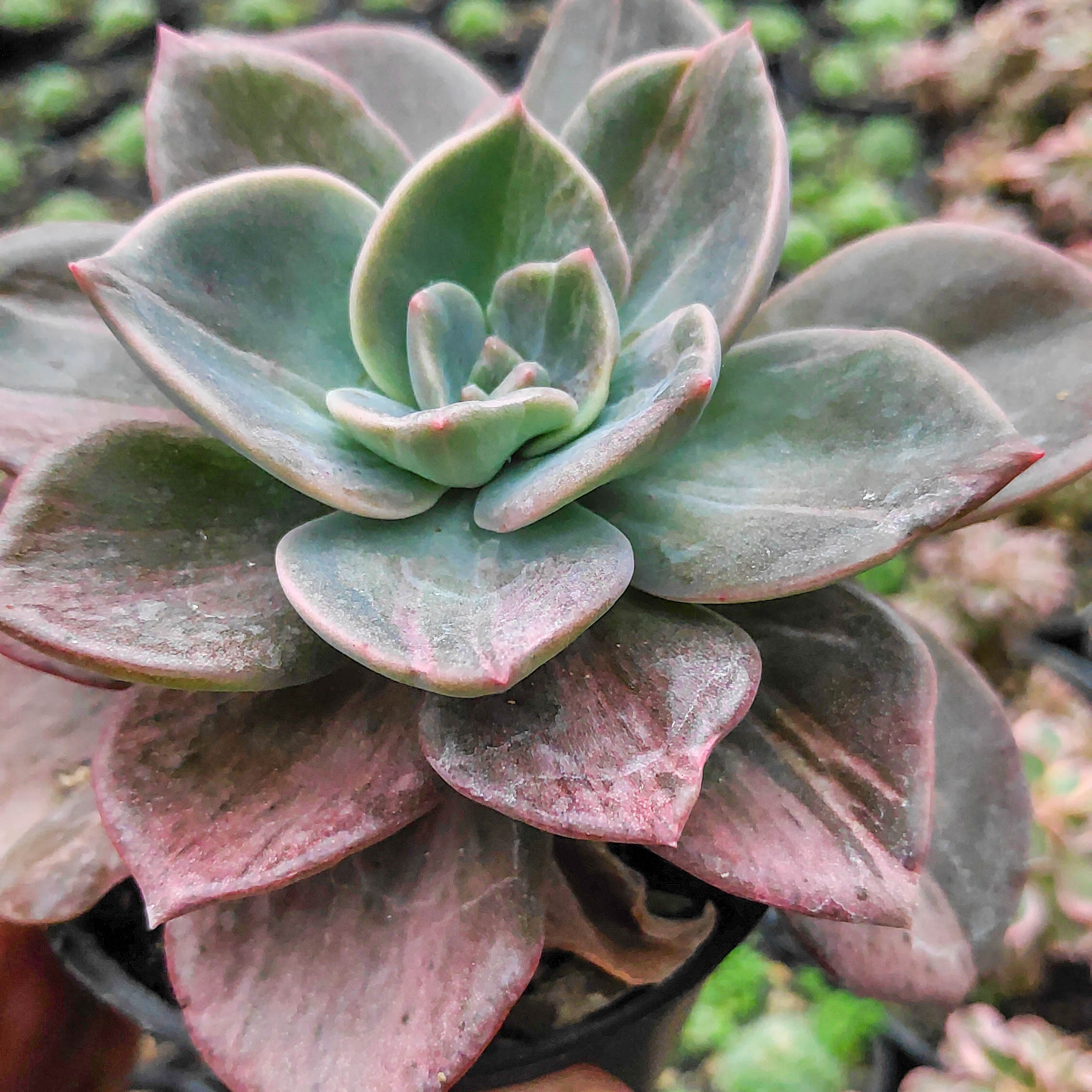 kaktus.id