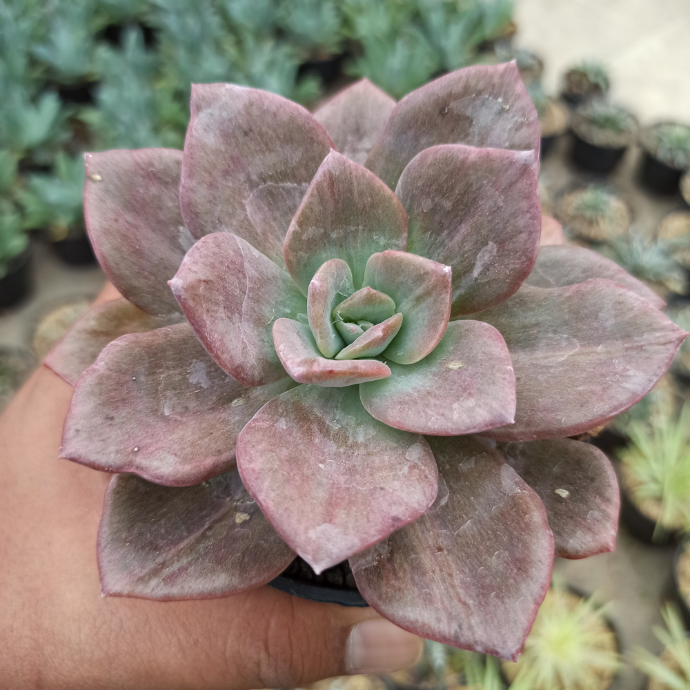 kaktus.id