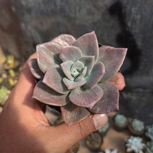 Graptoveria Albert Baynes Mutation, real gallery image #2 plants. Picture taken directly from kaktus.id community Graptoveria farmer green houses.