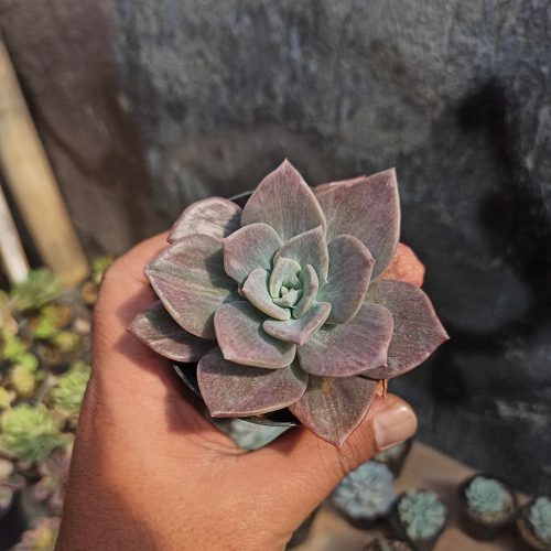 Graptoveria Albert Baynes Mutation, real gallery image #3 plants. Picture taken directly from kaktus.id community Graptoveria farmer green houses.
