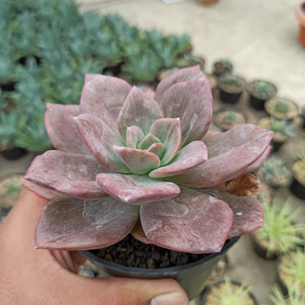kaktus.id