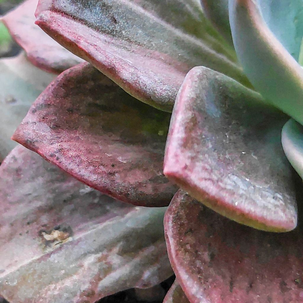 kaktus.id