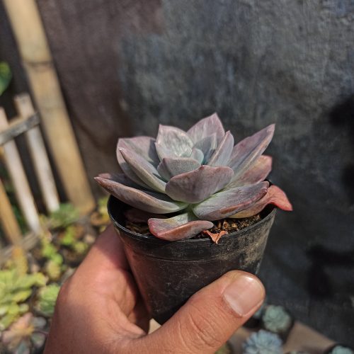 Graptoveria Albert Baynes Mutation, real gallery image #5 plants. Picture taken directly from kaktus.id community Graptoveria farmer green houses.