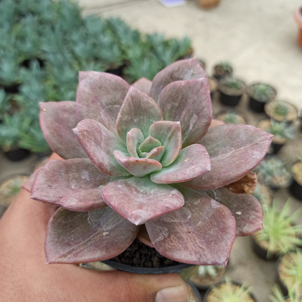 kaktus.id