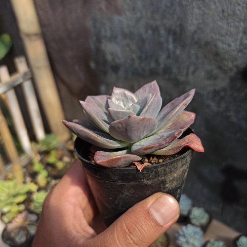 Graptoveria Albert Baynes Mutation, real gallery image #4 plants. Picture taken directly from kaktus.id community Graptoveria farmer green houses.