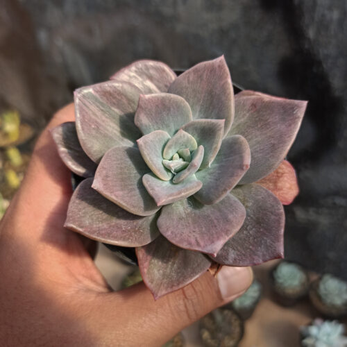 Graptoveria Albert Baynes Mutation, real gallery image #1 plants. Picture taken directly from kaktus.id community Graptoveria farmer green houses.