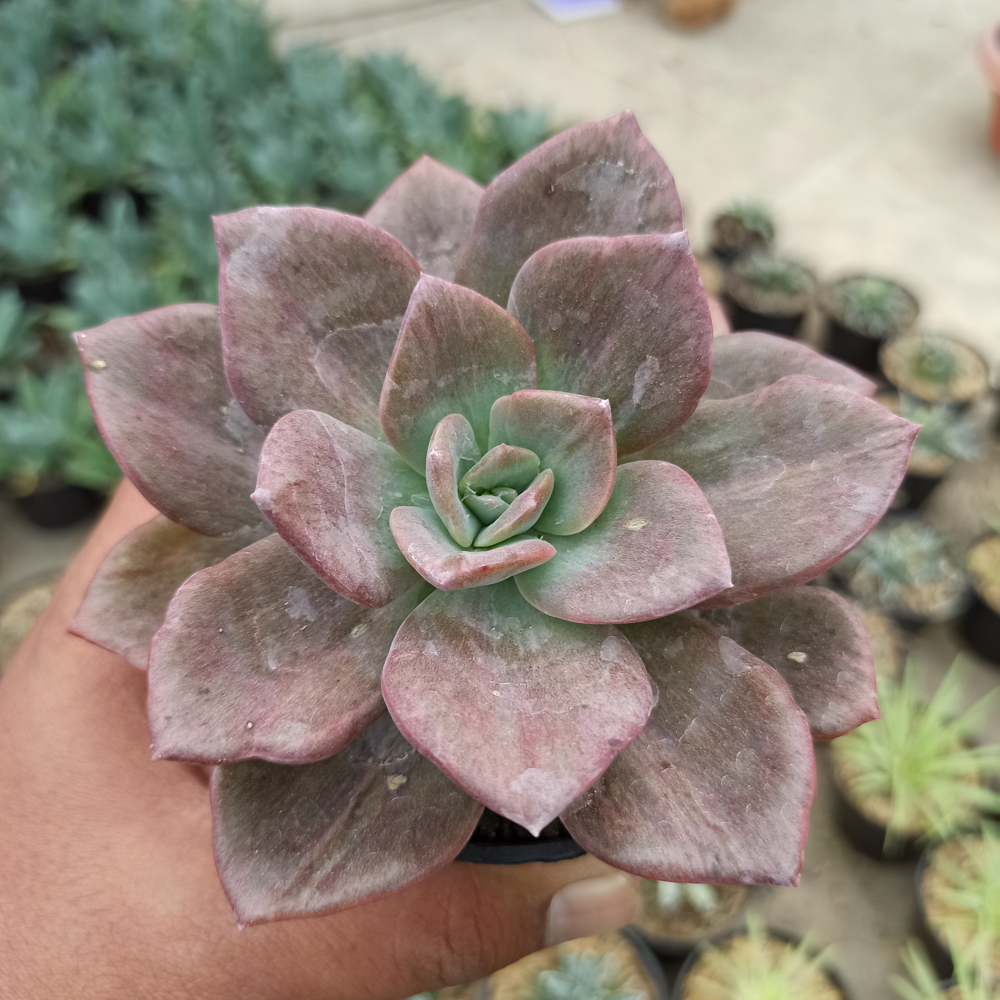 kaktus.id
