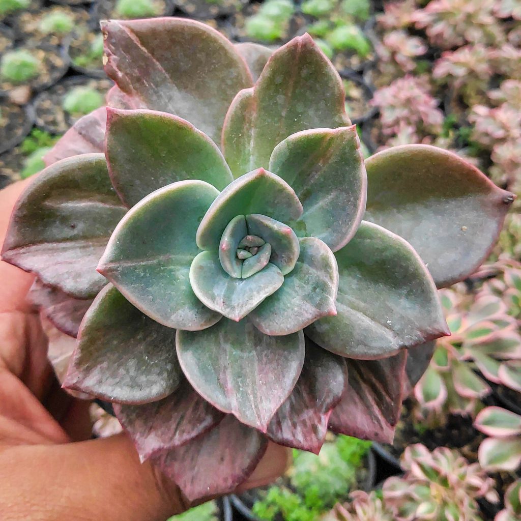 kaktus.id