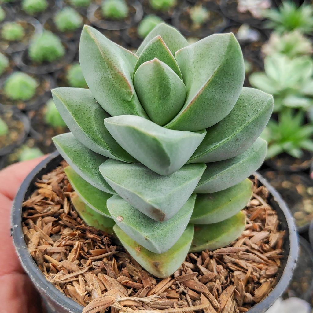 kaktus.id