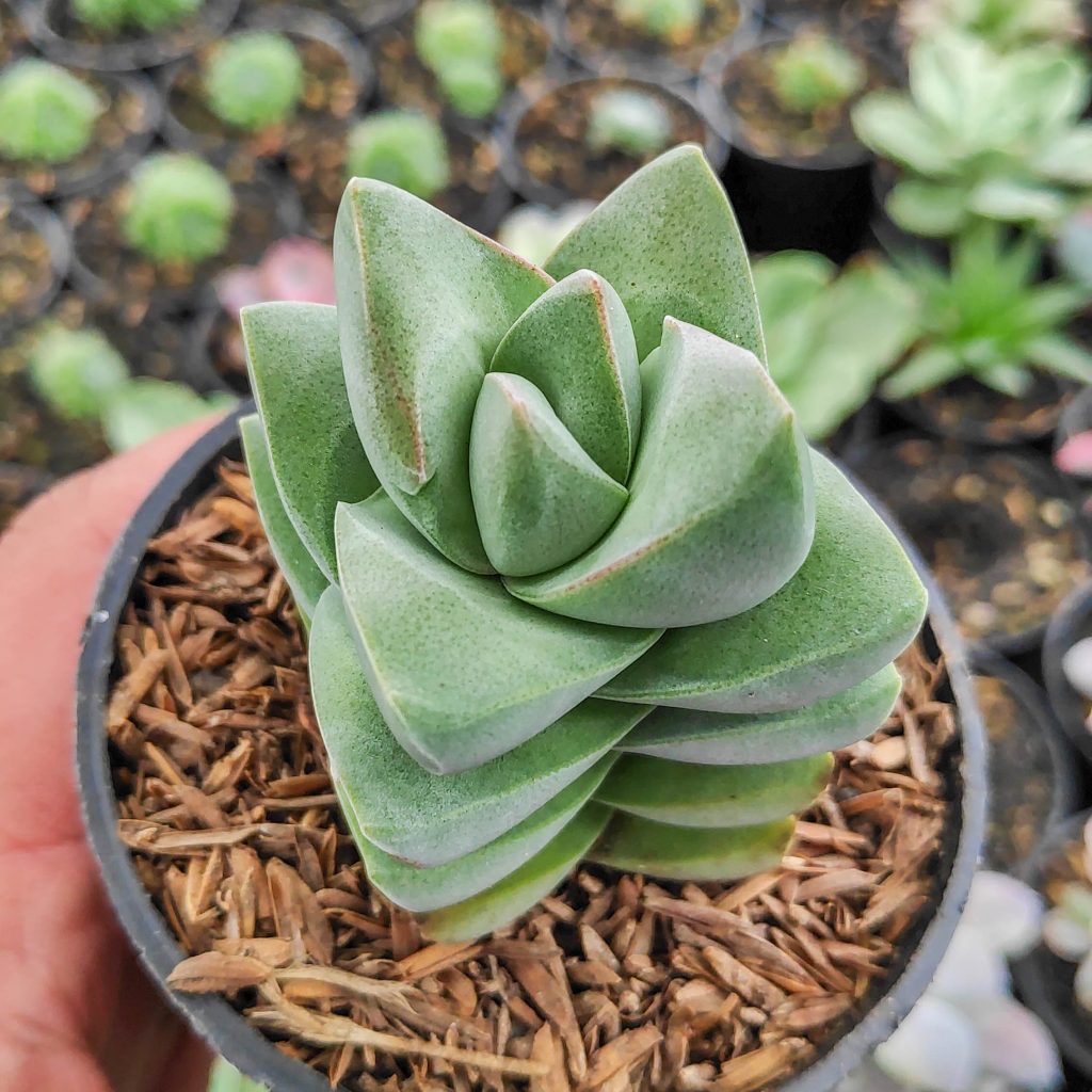 kaktus.id