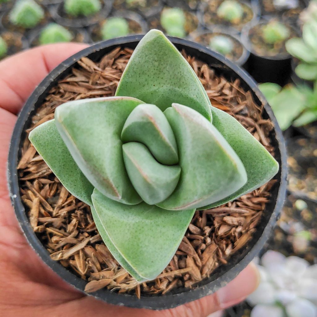 kaktus.id