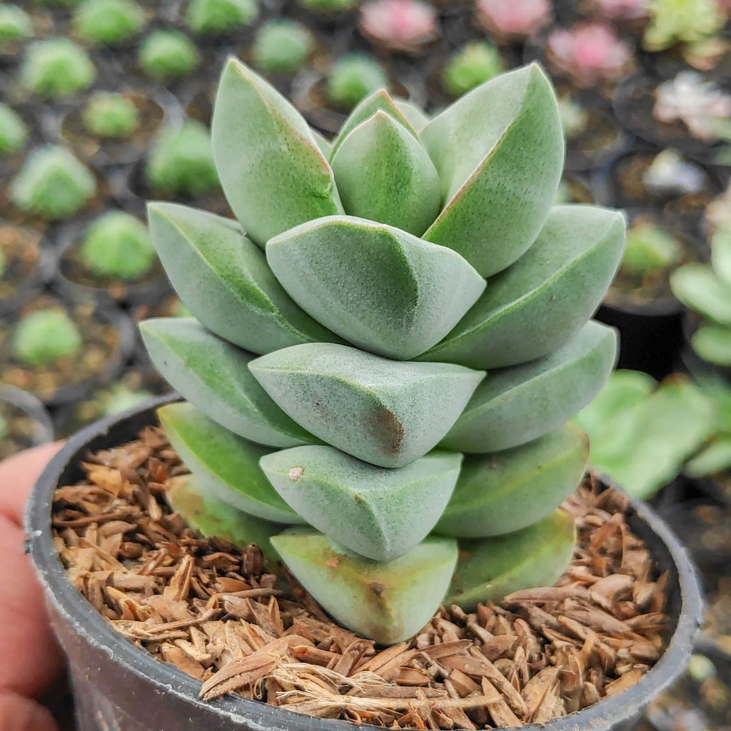 kaktus.id