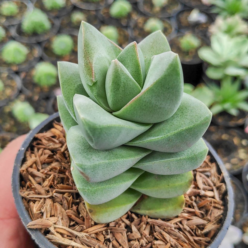 kaktus.id