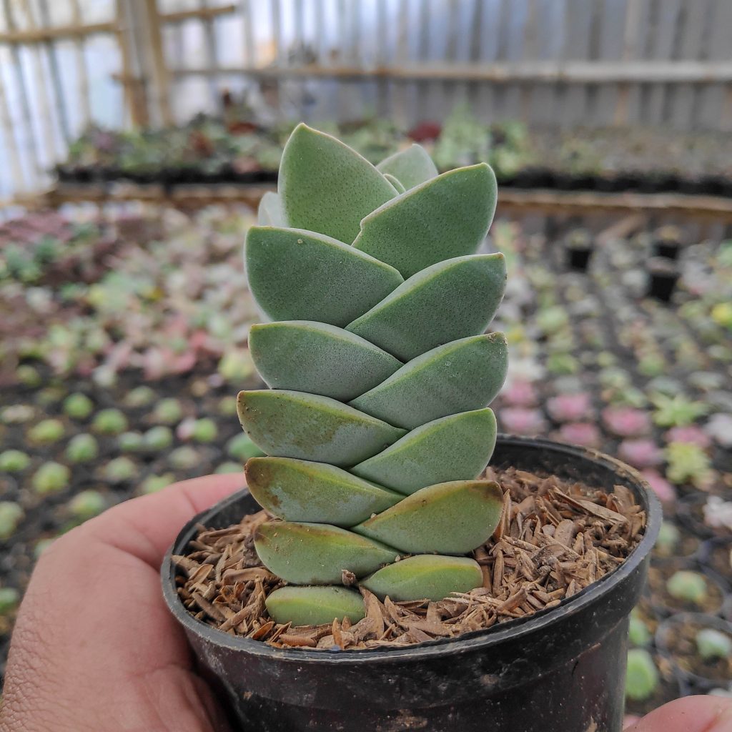 kaktus.id