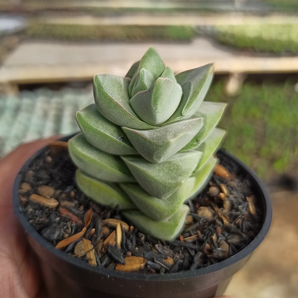 kaktus.id
