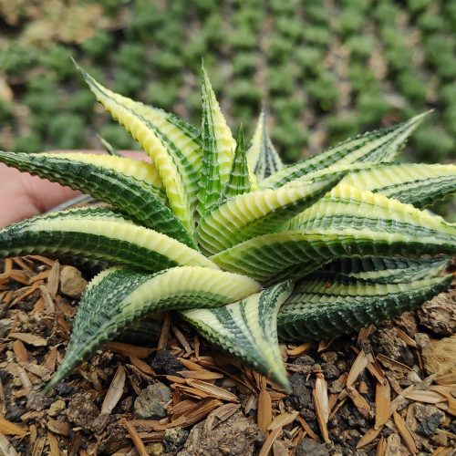 Haworthia Limifolia Variegated, real gallery image #13 plants. Picture taken directly from kaktus.id community Haworthia farmer green houses.