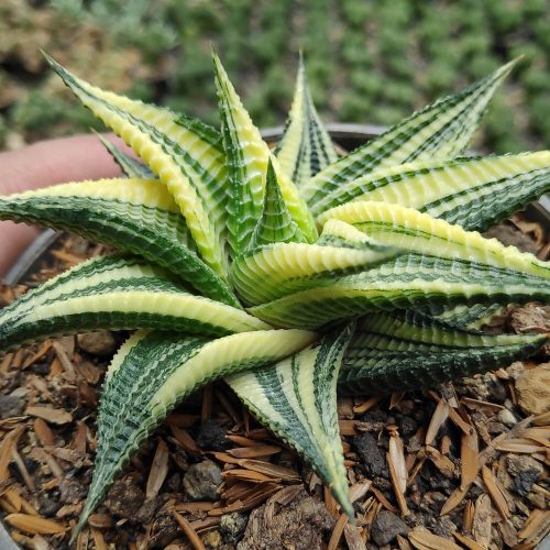 Haworthia Limifolia Variegated, real gallery image #9 plants. Picture taken directly from kaktus.id community Haworthia farmer green houses.