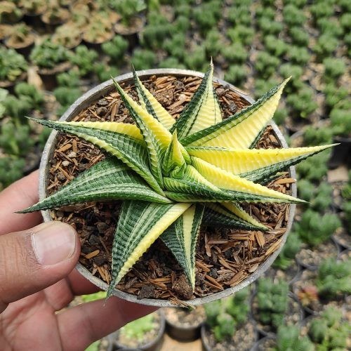Haworthia Limifolia Variegated, real gallery image #12 plants. Picture taken directly from kaktus.id community Haworthia farmer green houses.