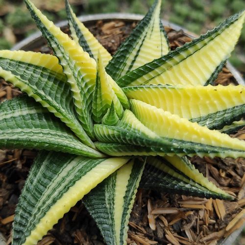 Haworthia Limifolia Variegated, real gallery image #8 plants. Picture taken directly from kaktus.id community Haworthia farmer green houses.