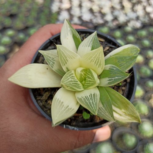 Haworthia Retusa Variegated, real gallery image #6 plants. Picture taken directly from kaktus.id community Haworthia farmer green houses.