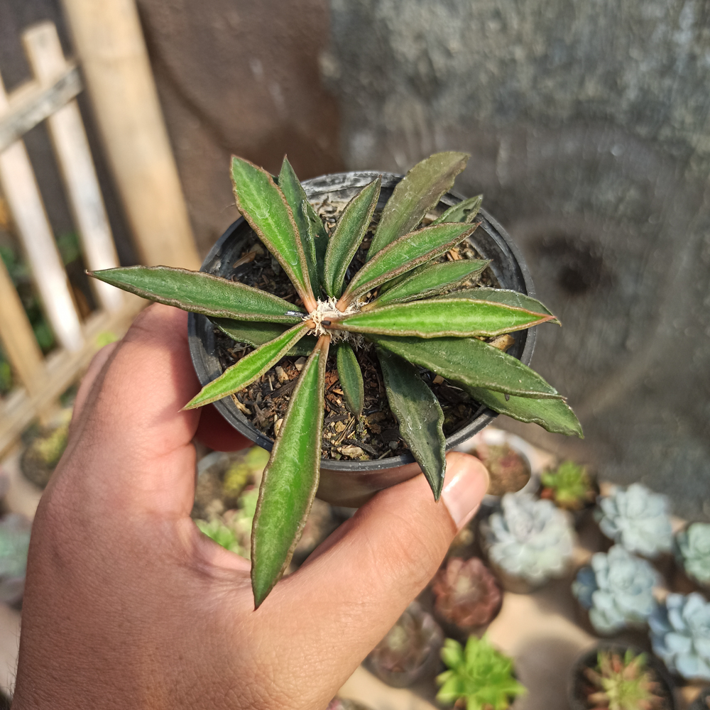 kaktus.id