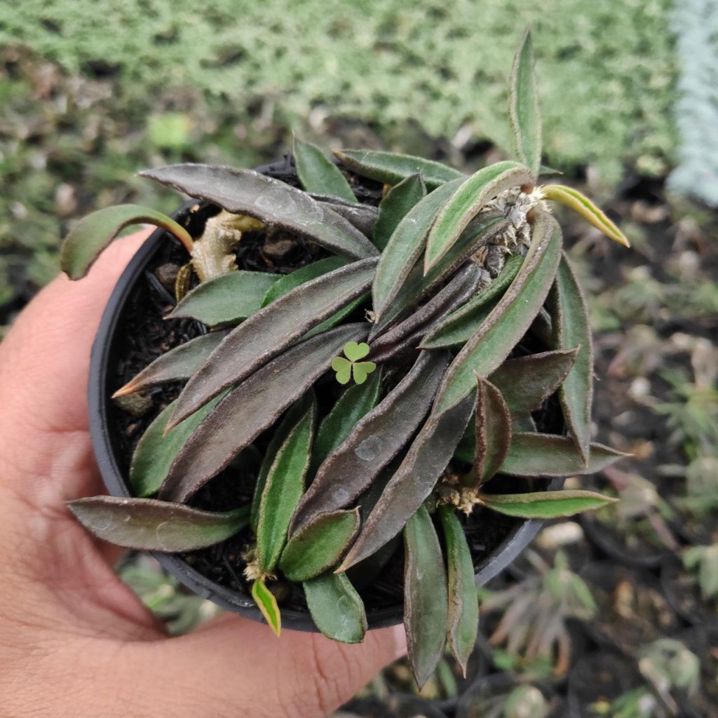kaktus.id