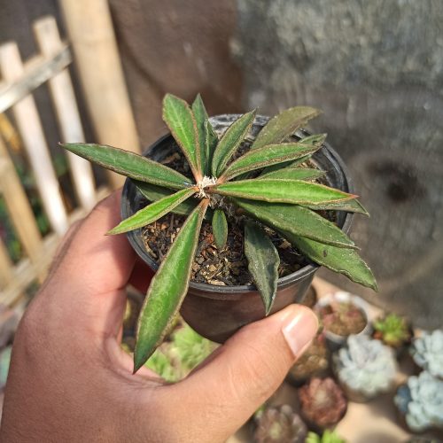 Euphorbia Cylindrifolia Tuberifera, real gallery image #4 plants. Picture taken directly from kaktus.id community Euphorbia farmer green houses.