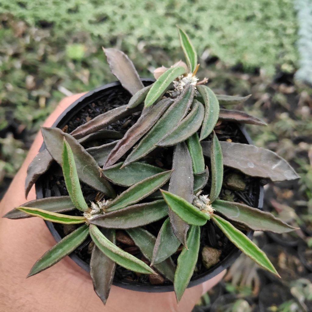 kaktus.id