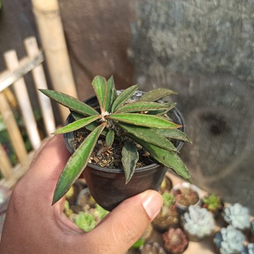 Euphorbia Cylindrifolia Tuberifera, real gallery image #3 plants. Picture taken directly from kaktus.id community Euphorbia farmer green houses.
