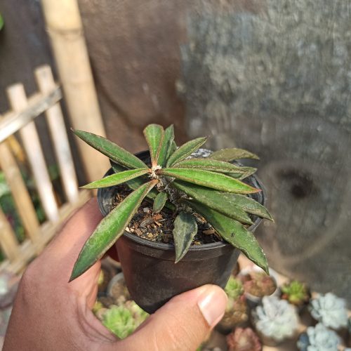 Euphorbia Cylindrifolia Tuberifera, real gallery image #5 plants. Picture taken directly from kaktus.id community Euphorbia farmer green houses.