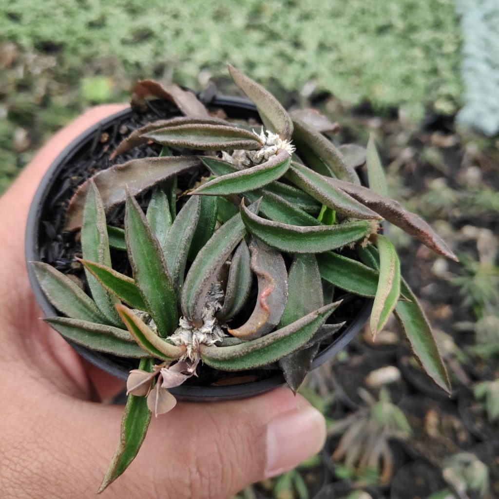 kaktus.id