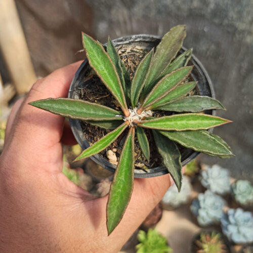 Euphorbia Cylindrifolia Tuberifera, real gallery image #2 plants. Picture taken directly from kaktus.id community Euphorbia farmer green houses.