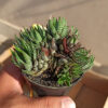 Haworthia Reinwardtii – Zebra Wart Cluster, real feature image plant. Picture taken directly from kaktus.id community Haworthia farmer green houses.