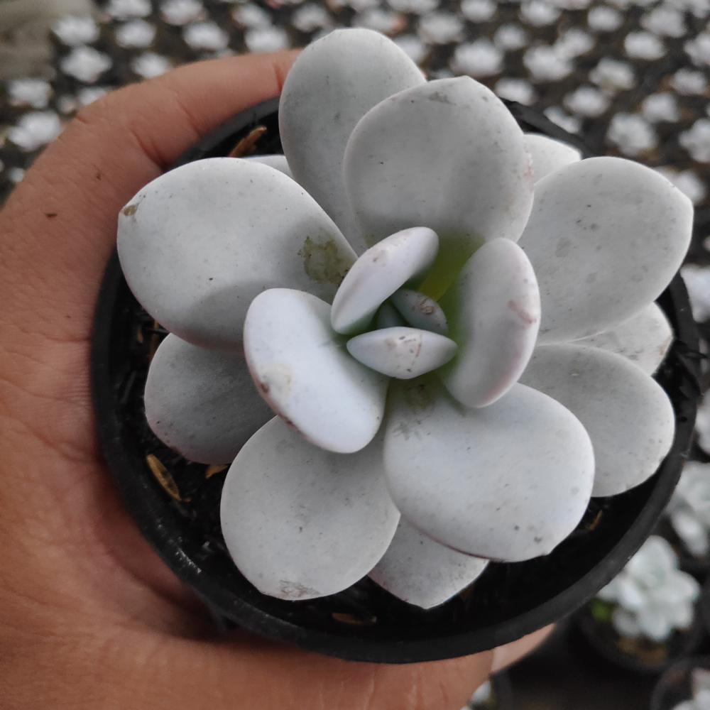 kaktus.id