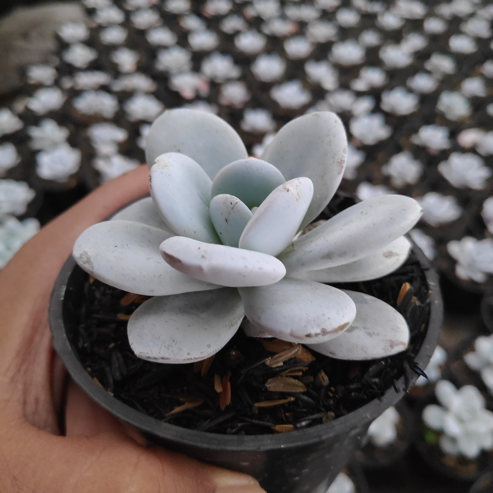 kaktus.id
