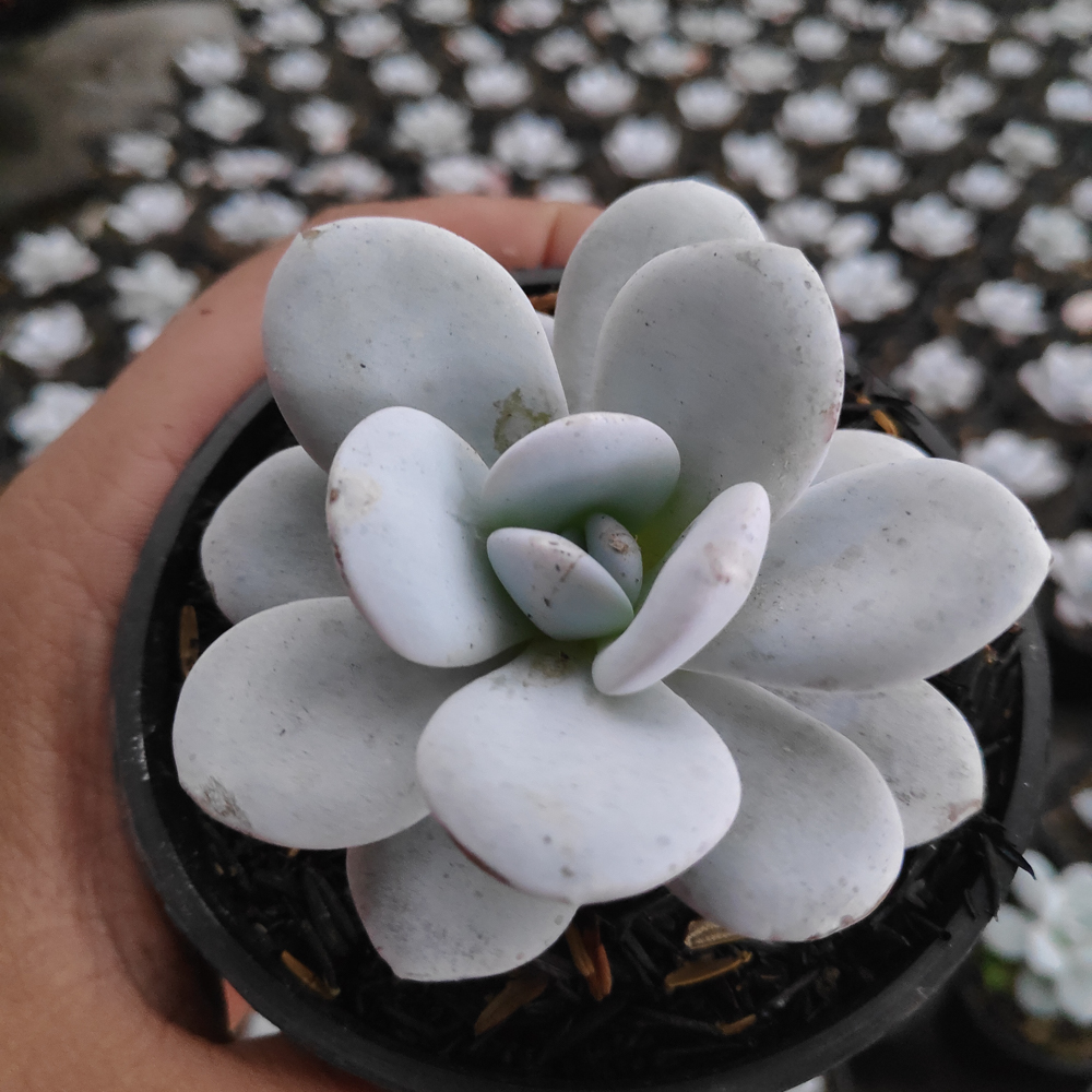kaktus.id