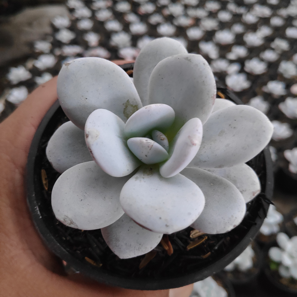 kaktus.id
